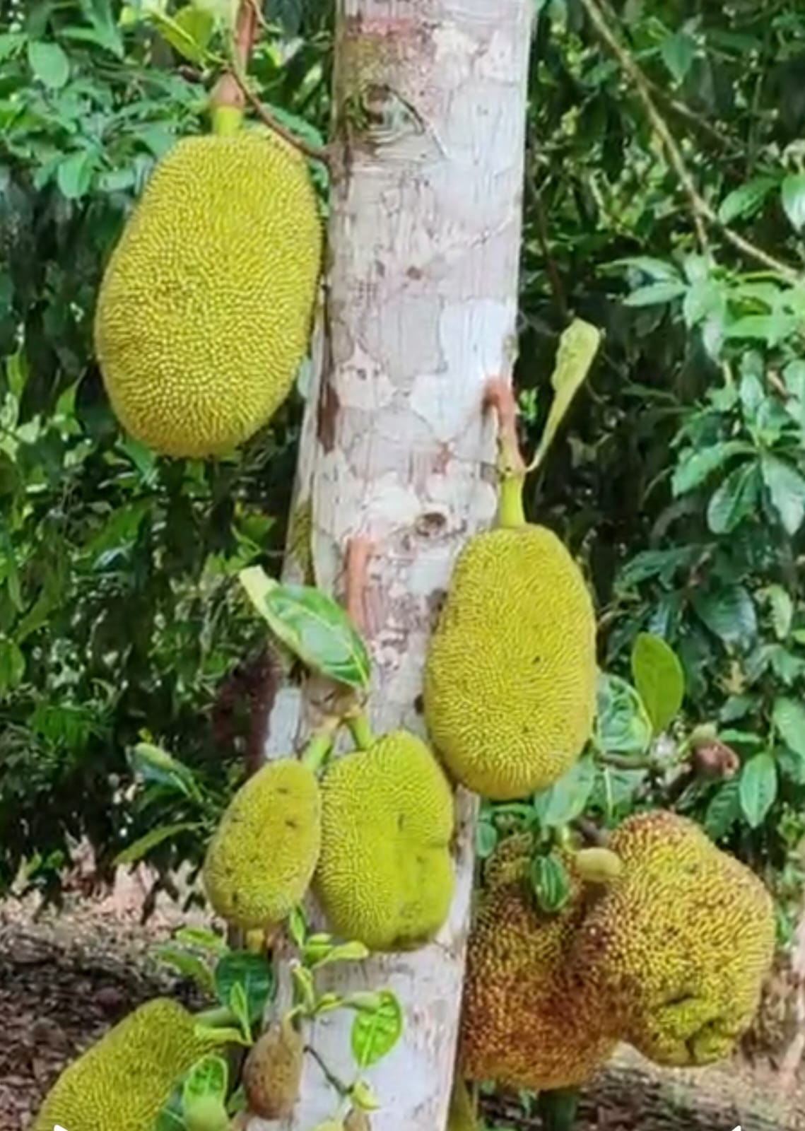 Árboles frutales en Finca La Mariola