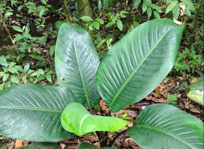 Misión de Finca La Mariola