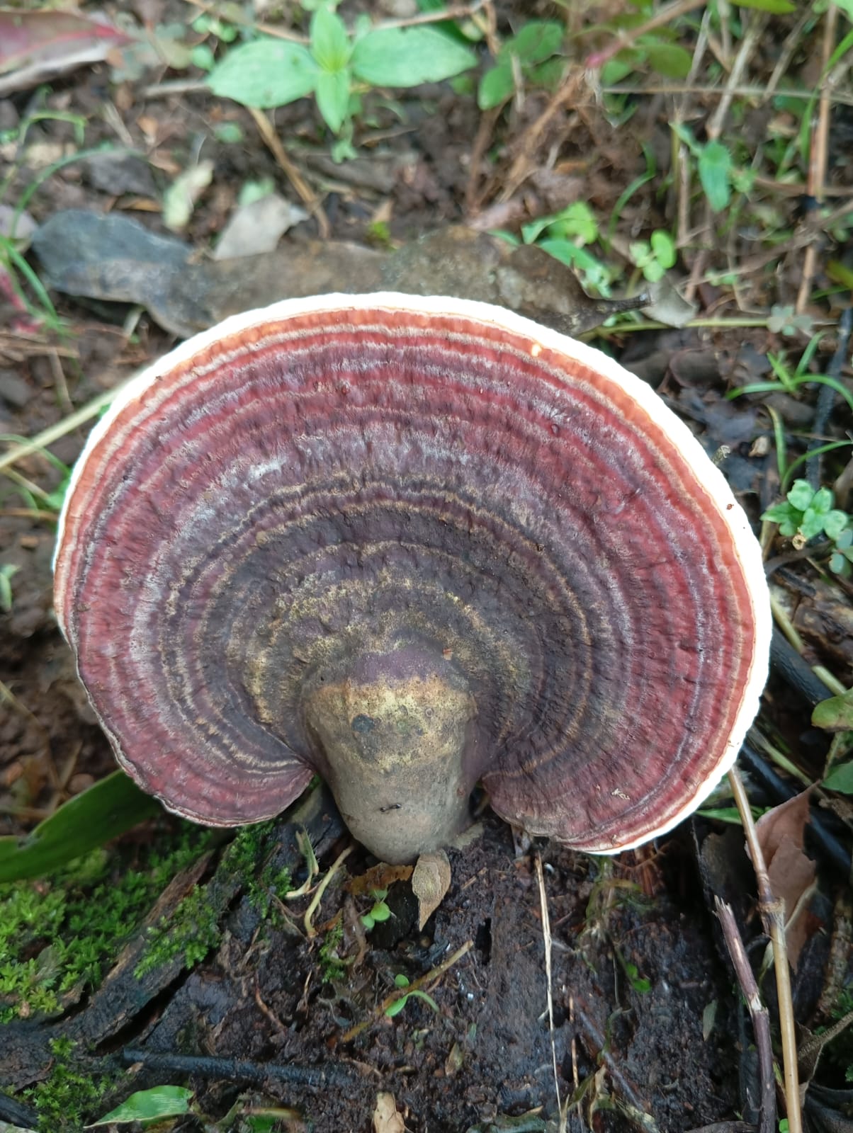 Hongos en el bosque