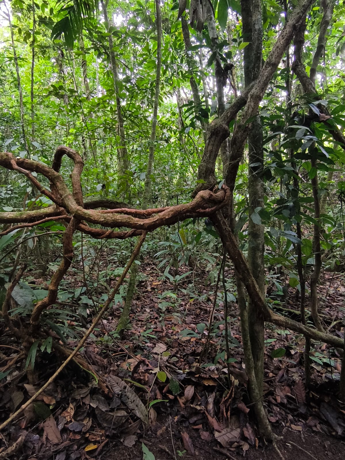 Bosque húmedo de Costa Rica