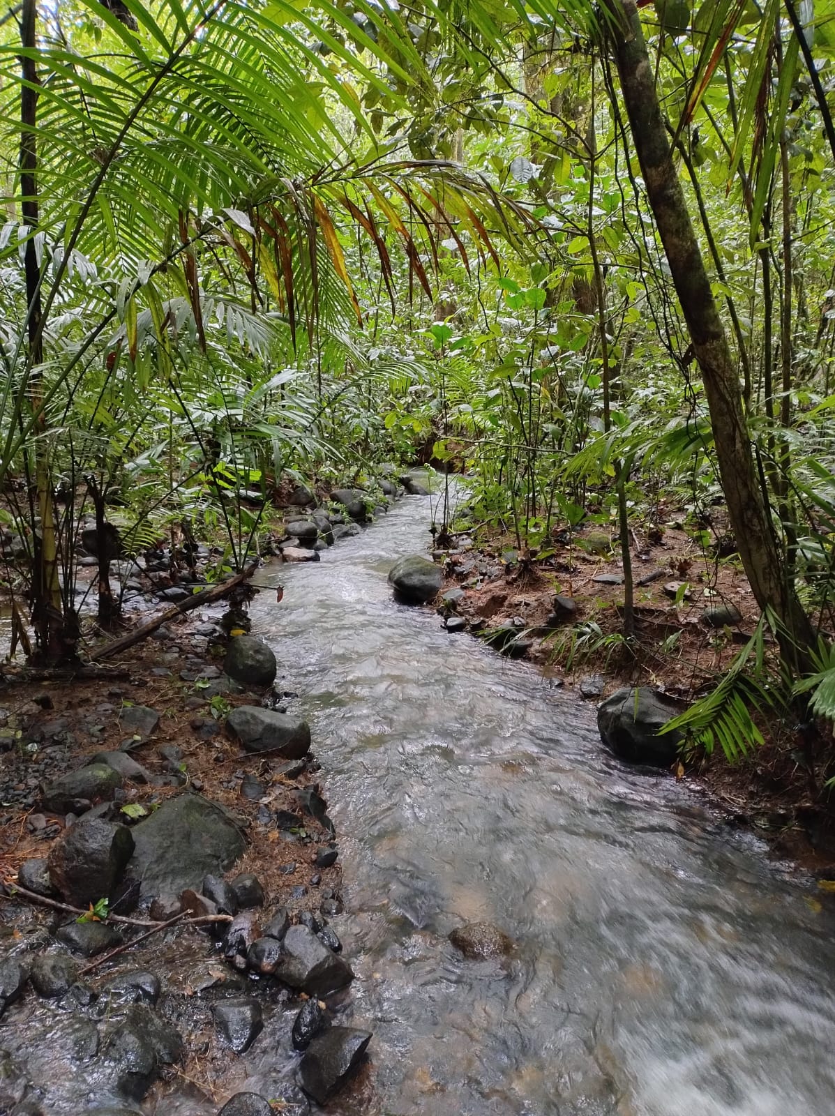 Río dentro de la finca