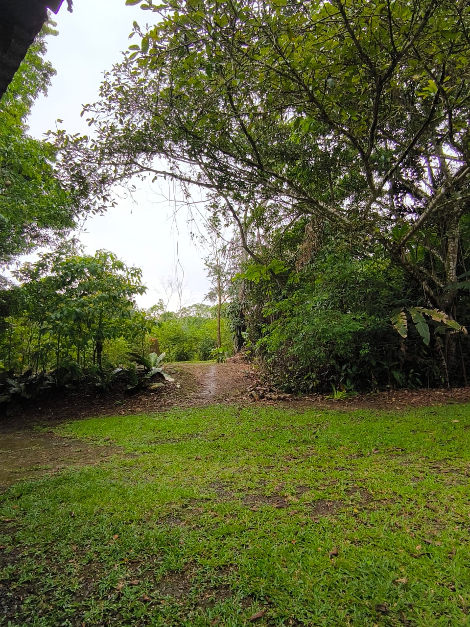 Camino natural dentro de la finca